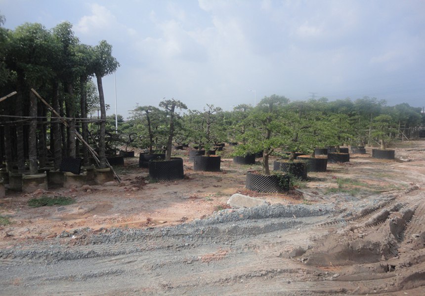 東莞園林綠化常用植物介紹