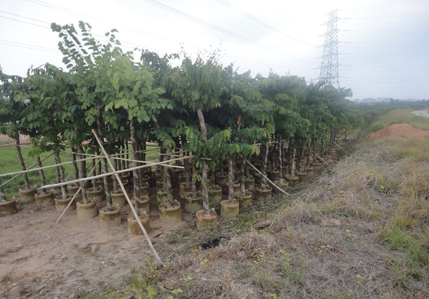 運用園林綠化進行城市生態恢復應注意的問題