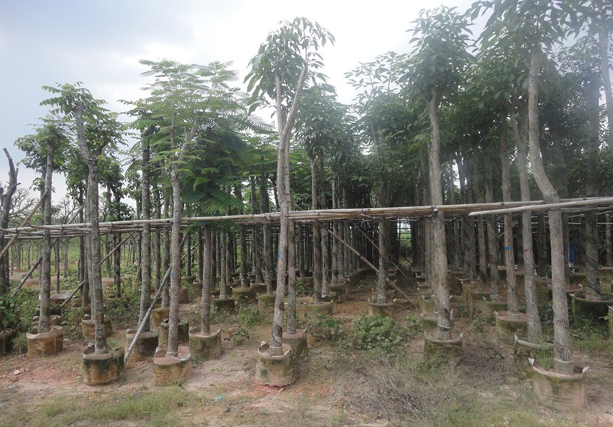 全國各地區園林景觀適合種植的喬木類有哪些