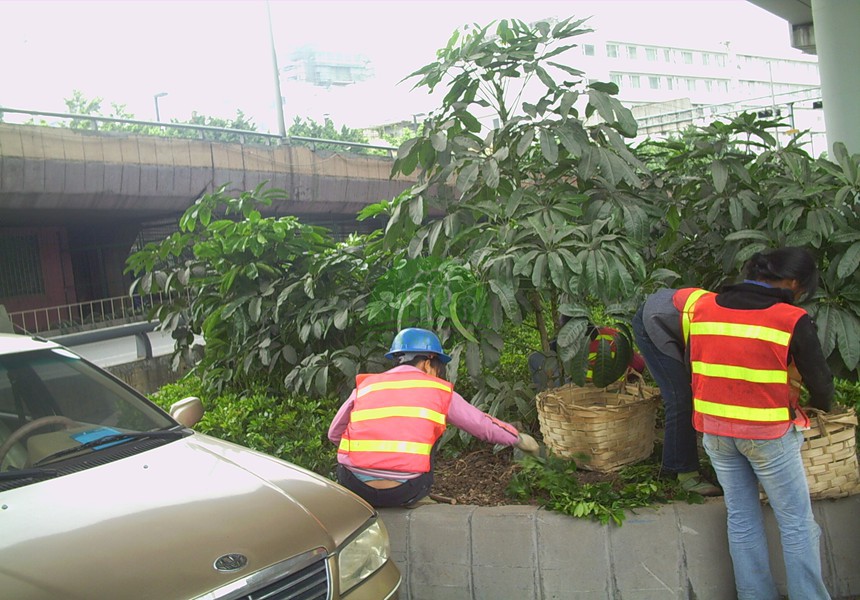 市政道路綠化養(yǎng)護(hù)