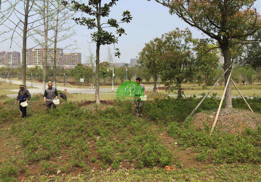 園林綠化對草坪草蟲害綜合防治油哪些方法